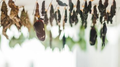 evolution and development impact